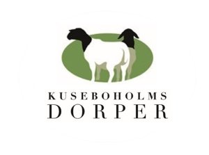 Kuseboholms Dorper