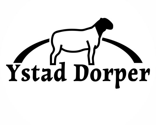 Ystad Dorper