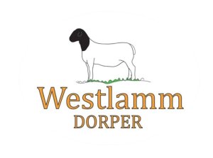 Westlamm Dorper