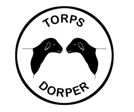 Torps Dorper