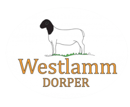 Westlamm Dorper